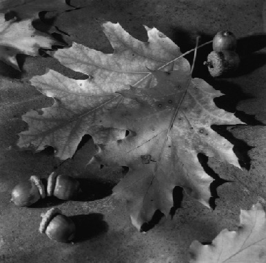 OAK LEAVES